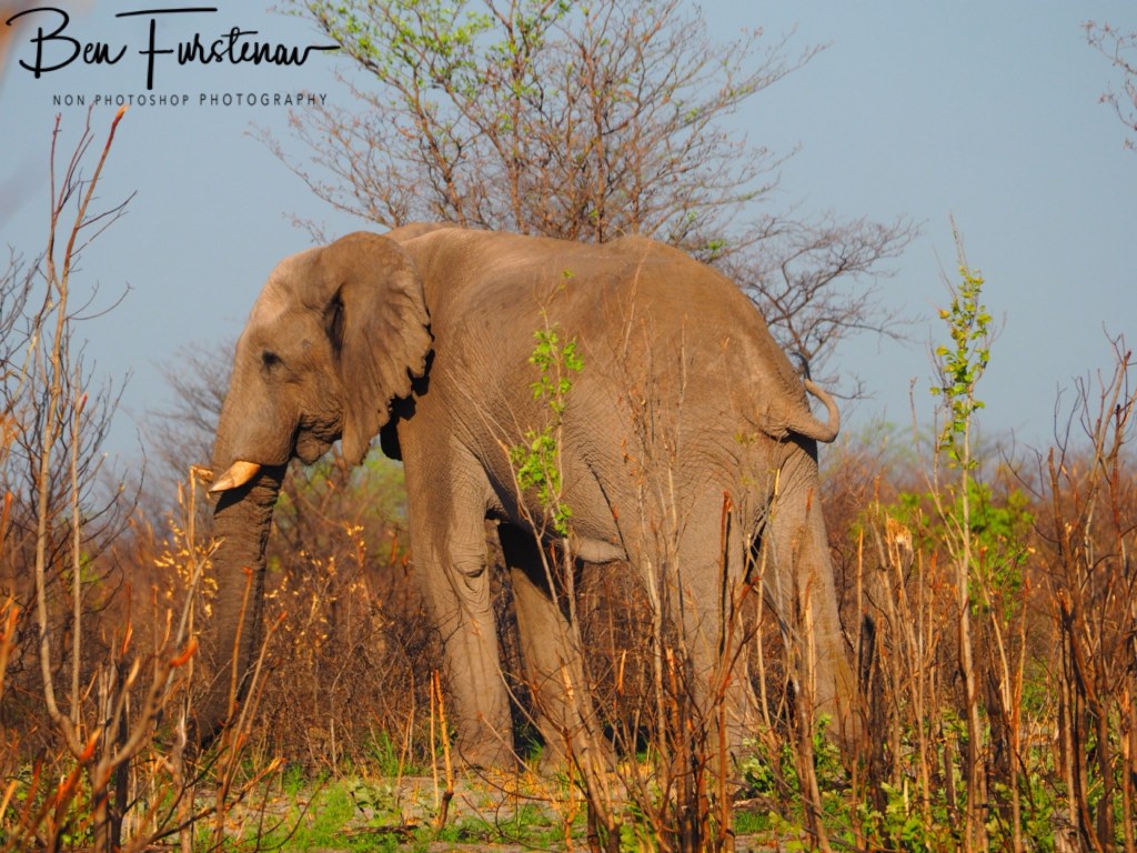 Nxai Salt Pans, Maghadighadi, Botswana, Africa