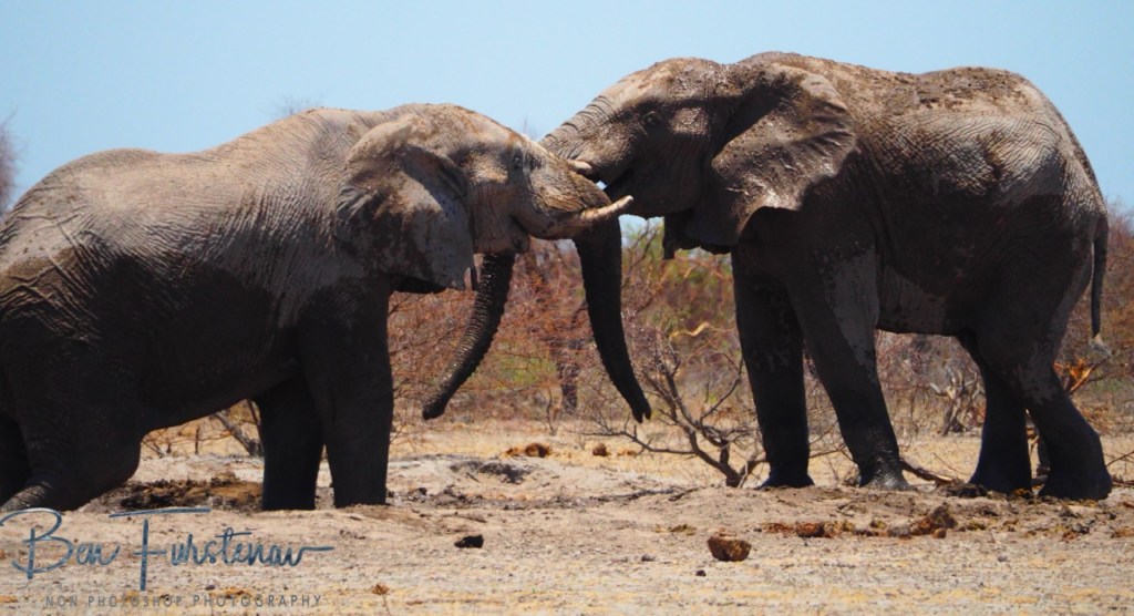 Nxai Salt Pans, Maghadighadi, Botswana, Africa