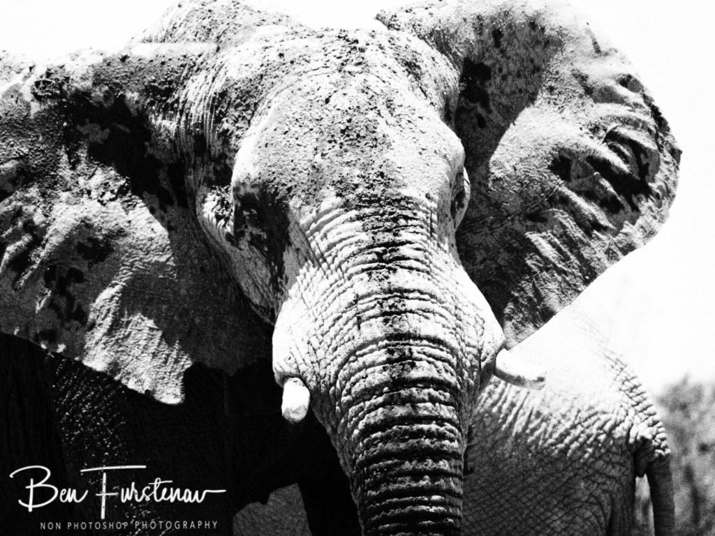 Nxai Salt Pans, Maghadighadi, Botswana, Africa