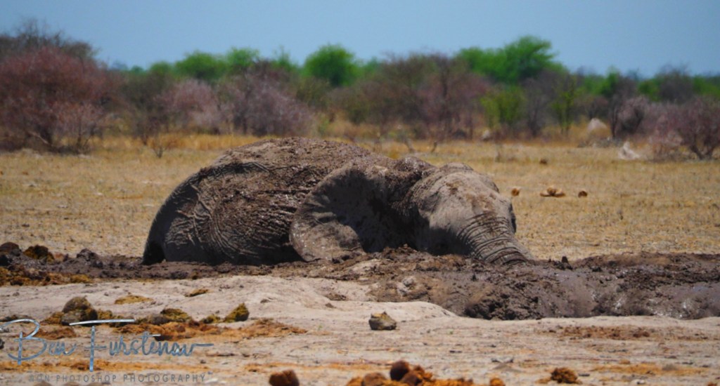 Nxai Salt Pans, Maghadighadi, Botswana, Africa