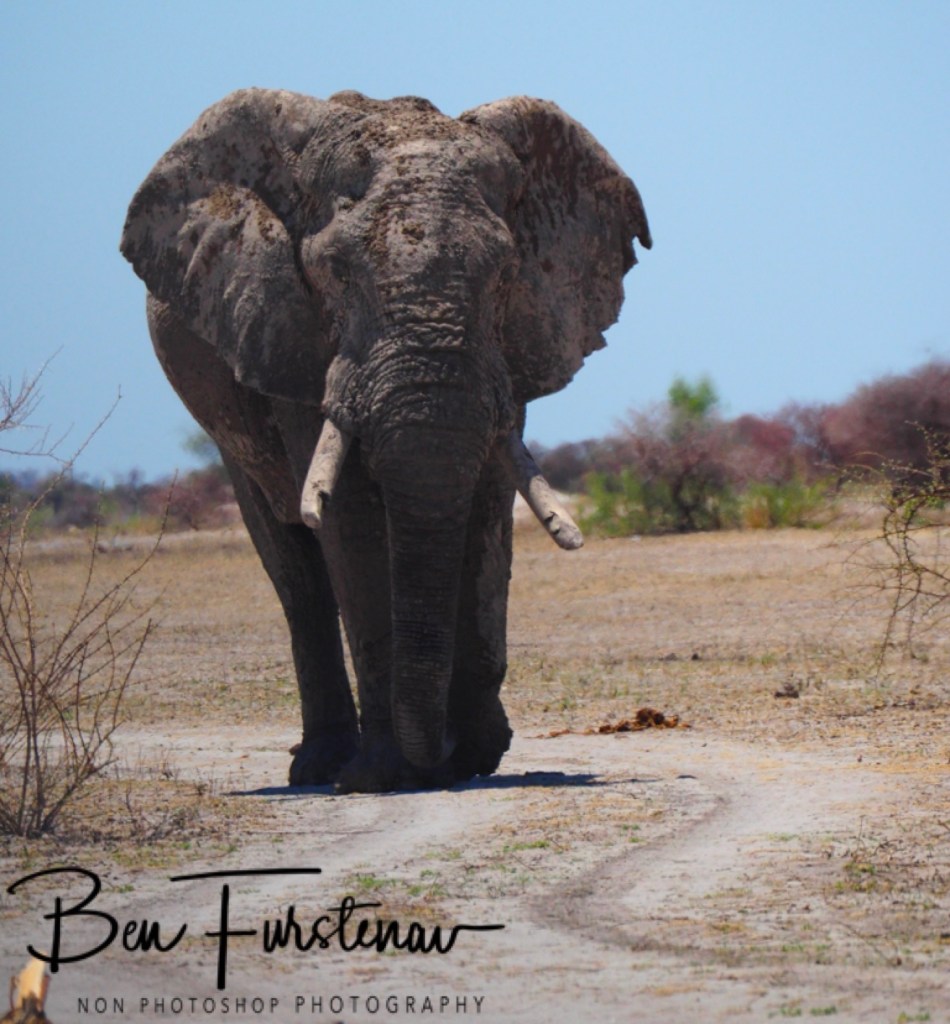 Nxai Salt Pans, Maghadighadi, Botswana, Africa