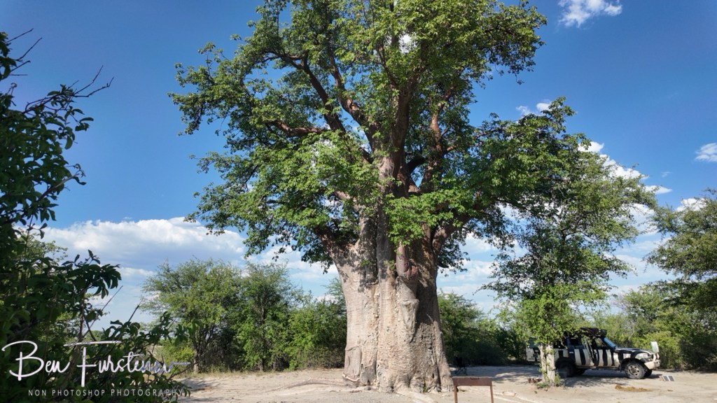 Nxai Salt Pans, Maghadighadi, Botswana, Africa