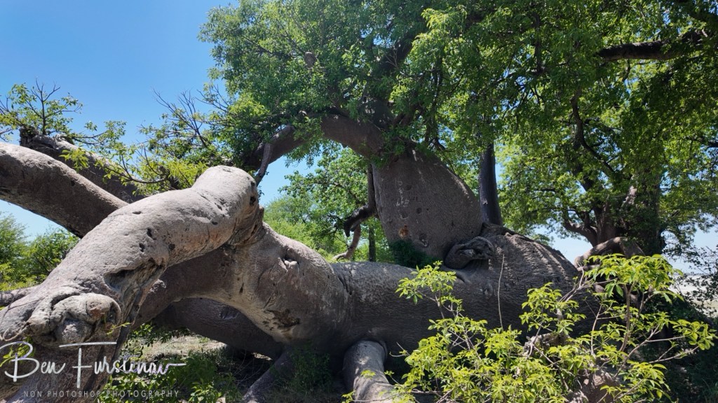 Nxai Salt Pans, Maghadighadi, Botswana, Africa
