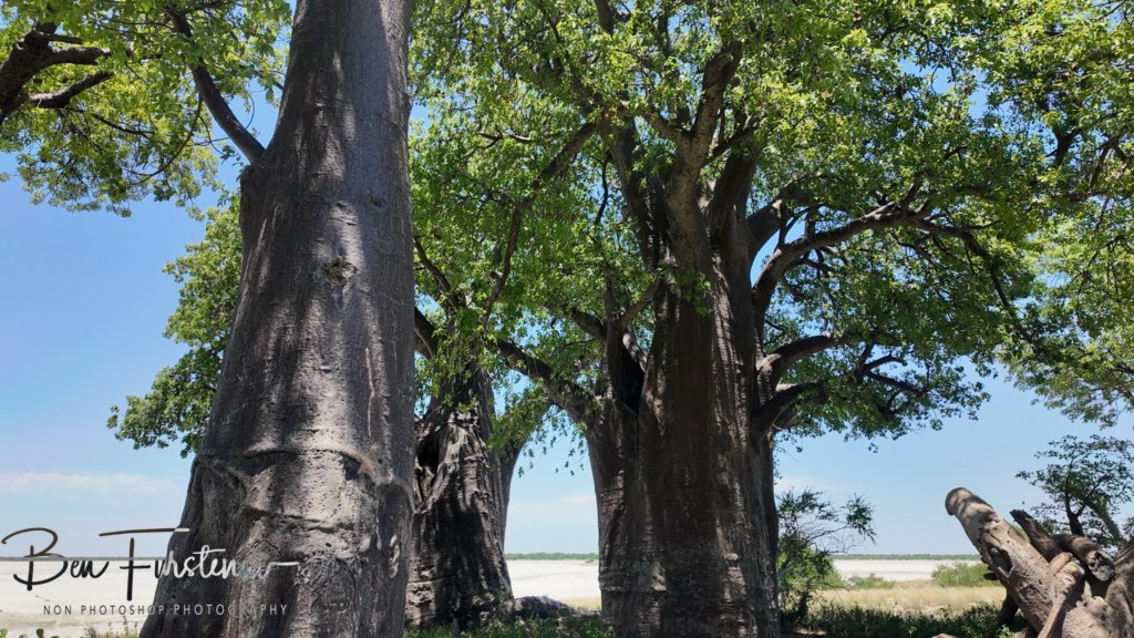 Nxai Salt Pans, Maghadighadi, Botswana, Africa