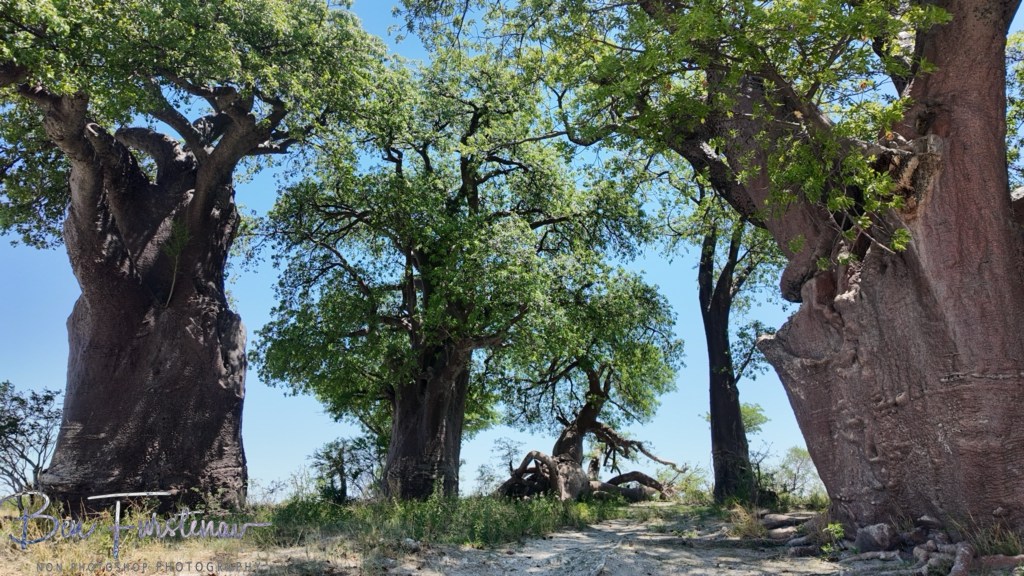 Nxai Salt Pans, Maghadighadi, Botswana, Africa