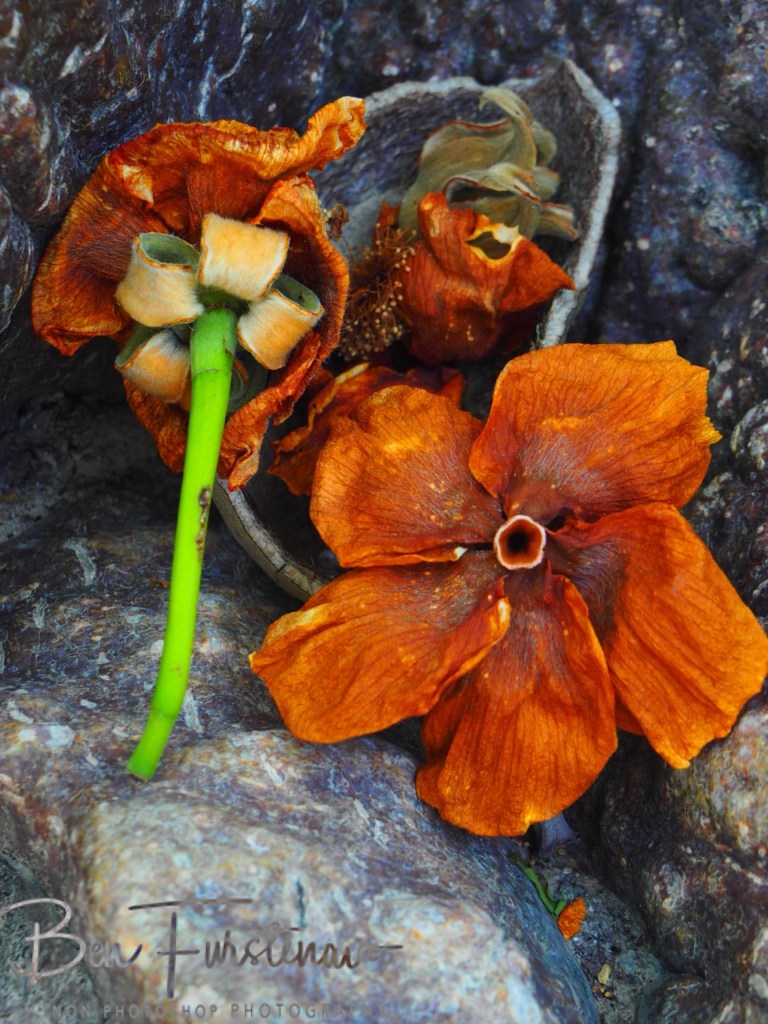 Nxai Salt Pans, Maghadighadi, Botswana, Africa