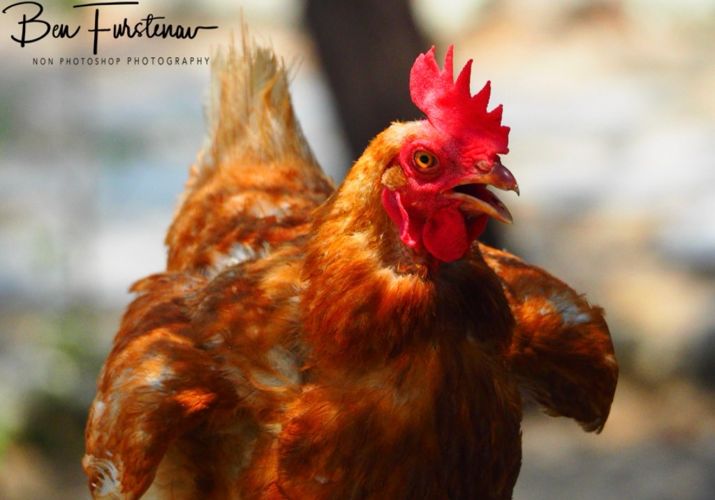 Nata, Botswana, Africa