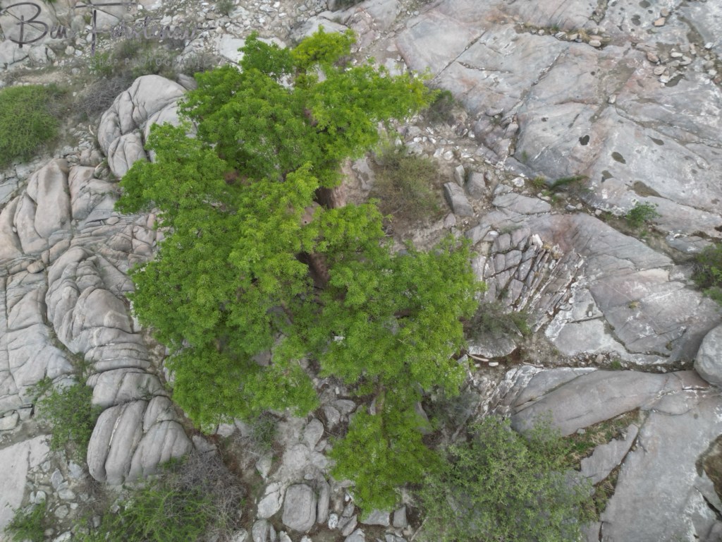 Lekhubu Island, Botswana, Africa