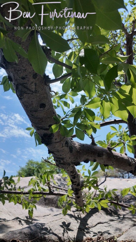 Lekhubu Island, Botswana, Africa