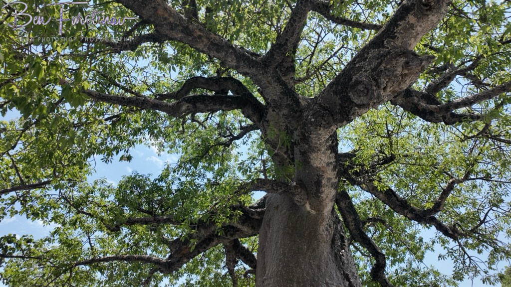Lekhubu Island, Botswana, Africa