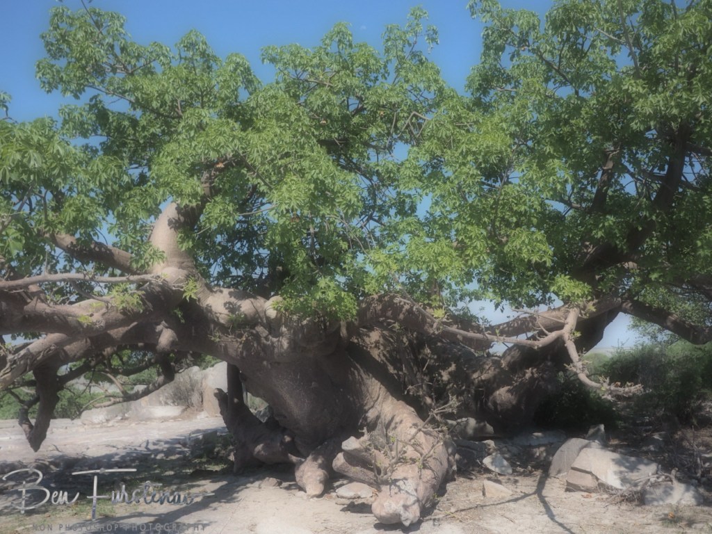 Lekhubu Island, Botswana, Africa