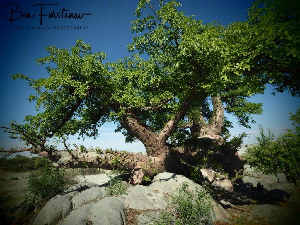 Lekhubu Island, Botswana, Africa