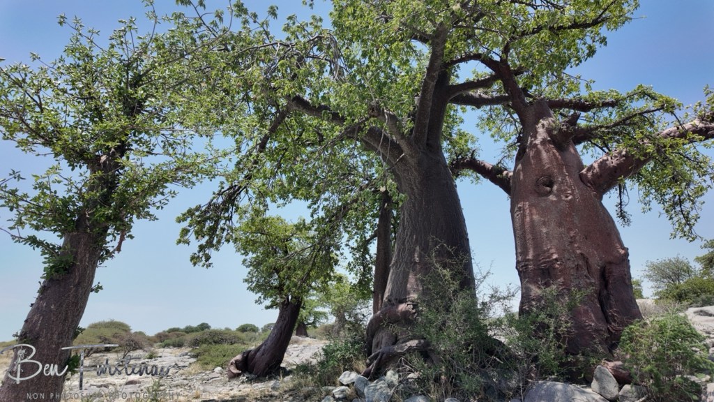 Lekhubu Island, Botswana, Africa