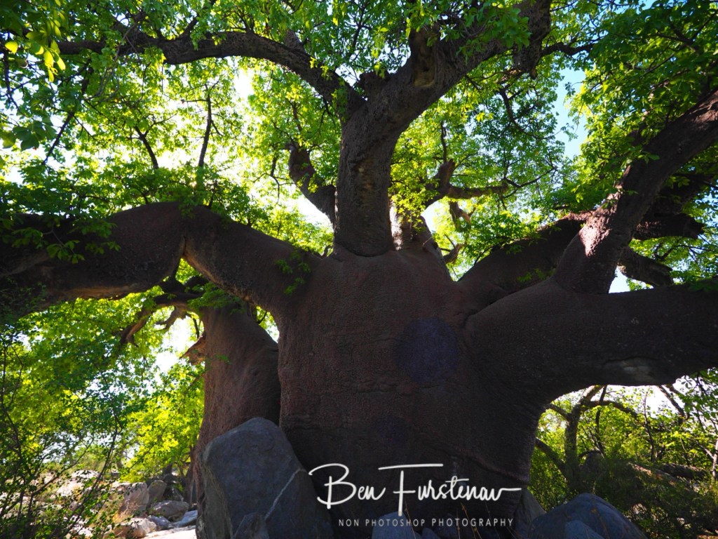 Lekhubu Island, Botswana, Africa