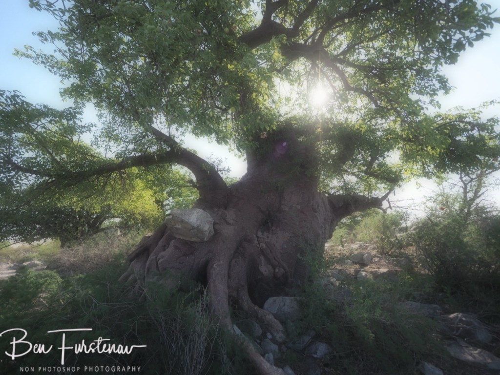 Lekhubu Island, Botswana, Africa