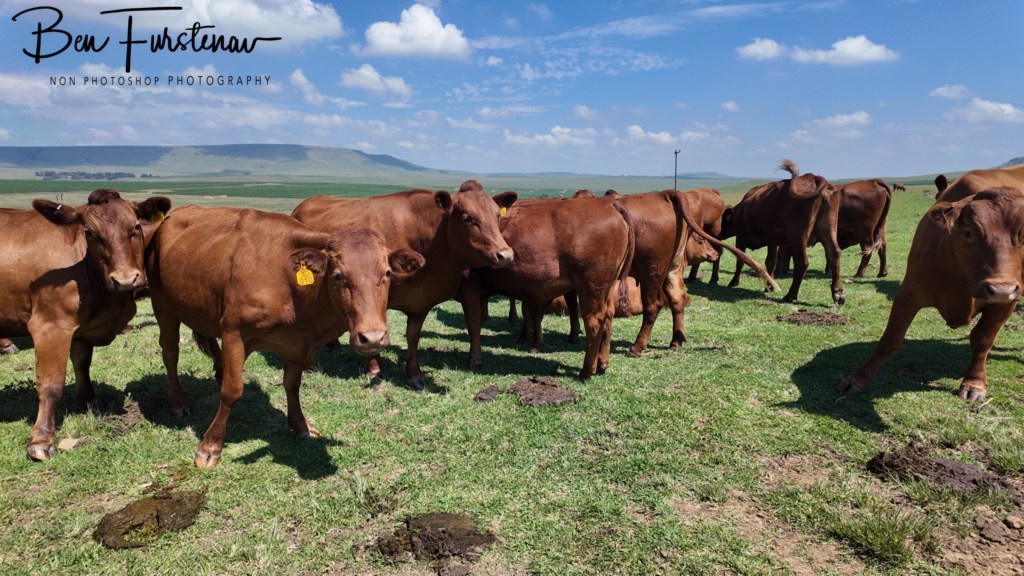 Maarmannshoek, Free State, South Africa, Africa