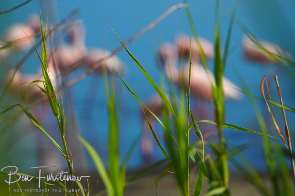 Hoopstad, Free State, South Africa, Africa