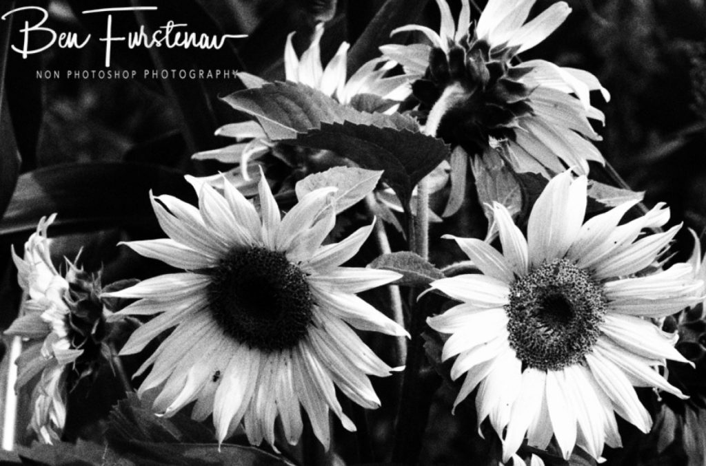 Hoopstad, Free State, South Africa, Africa