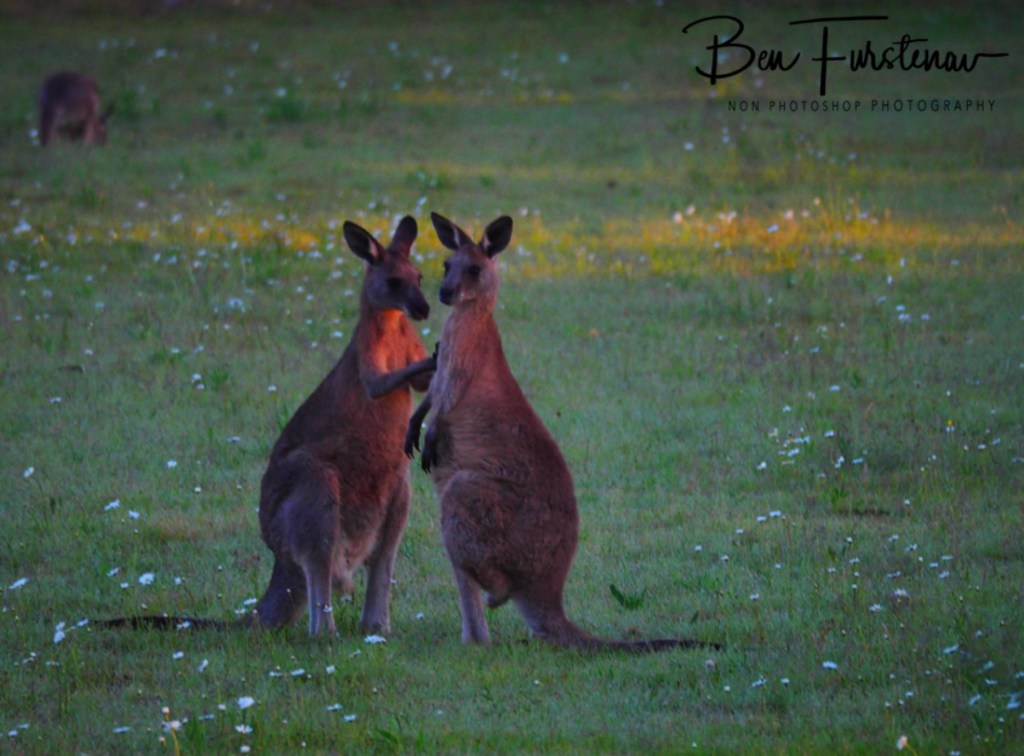 New England, New South Wales, Australia