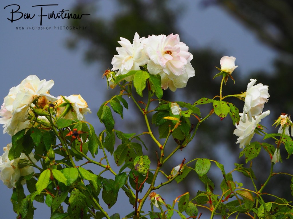 New England, New South Wales, Australia