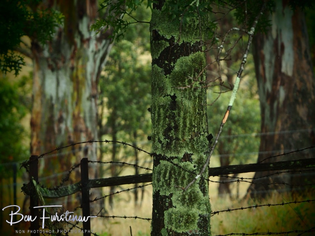 New England, New South Wales, Australia