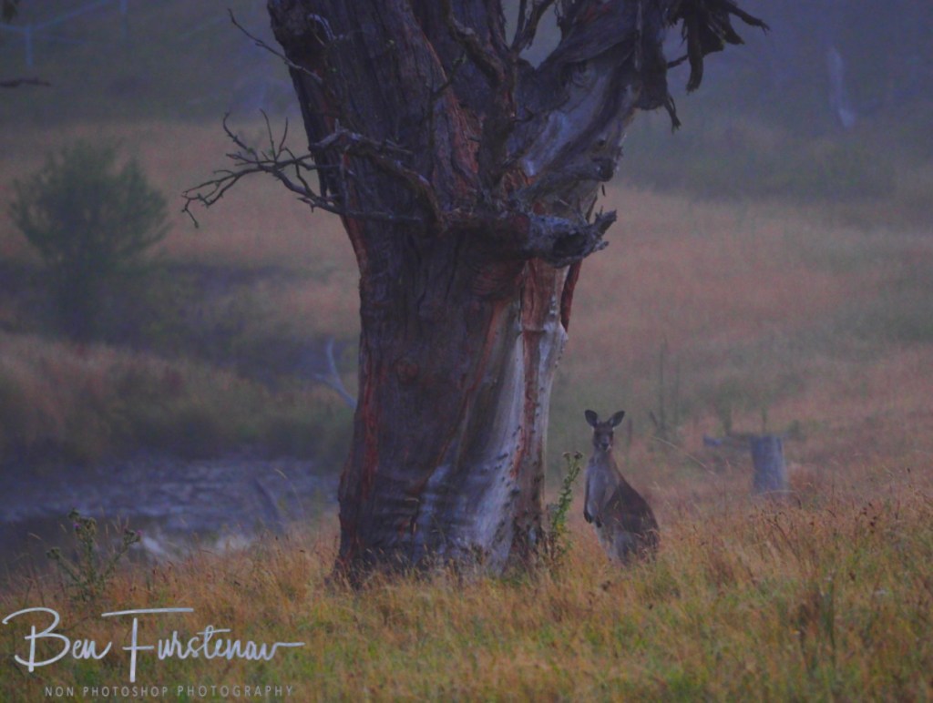 New England, New South Wales, Australia