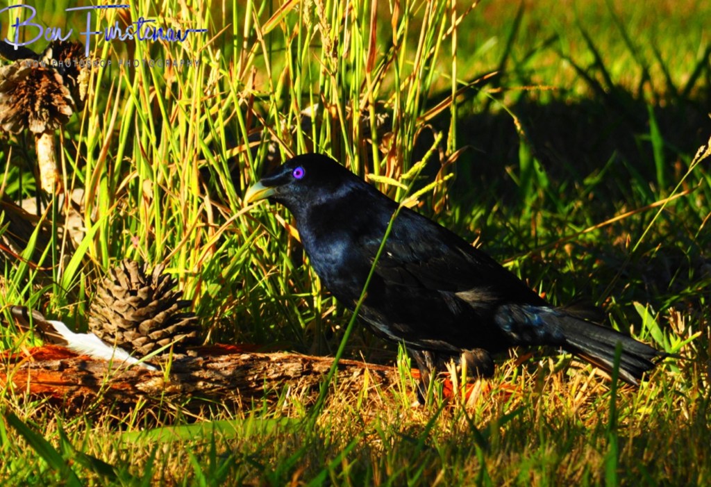 New England, New South Wales, Australia