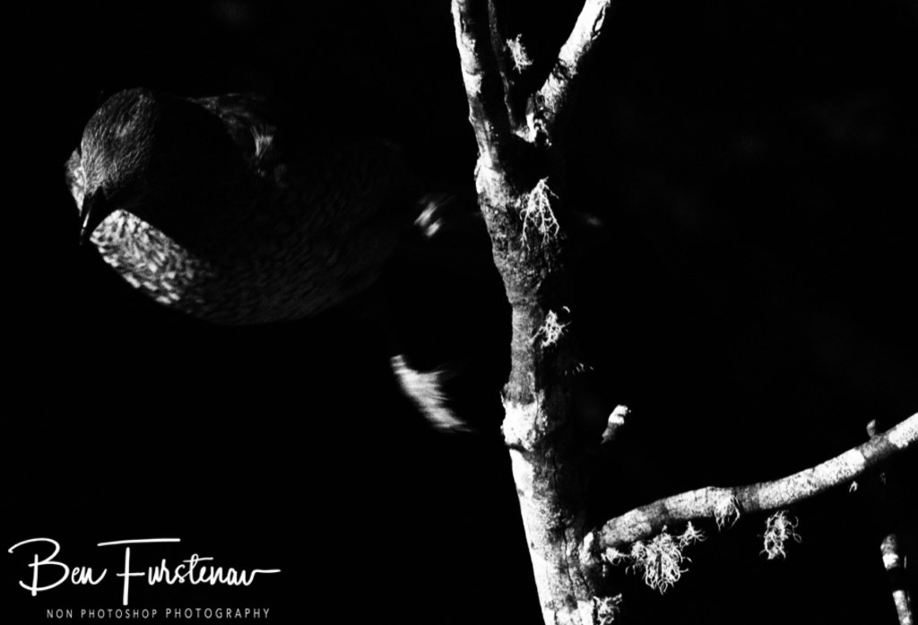 New England, New South Wales, Australia