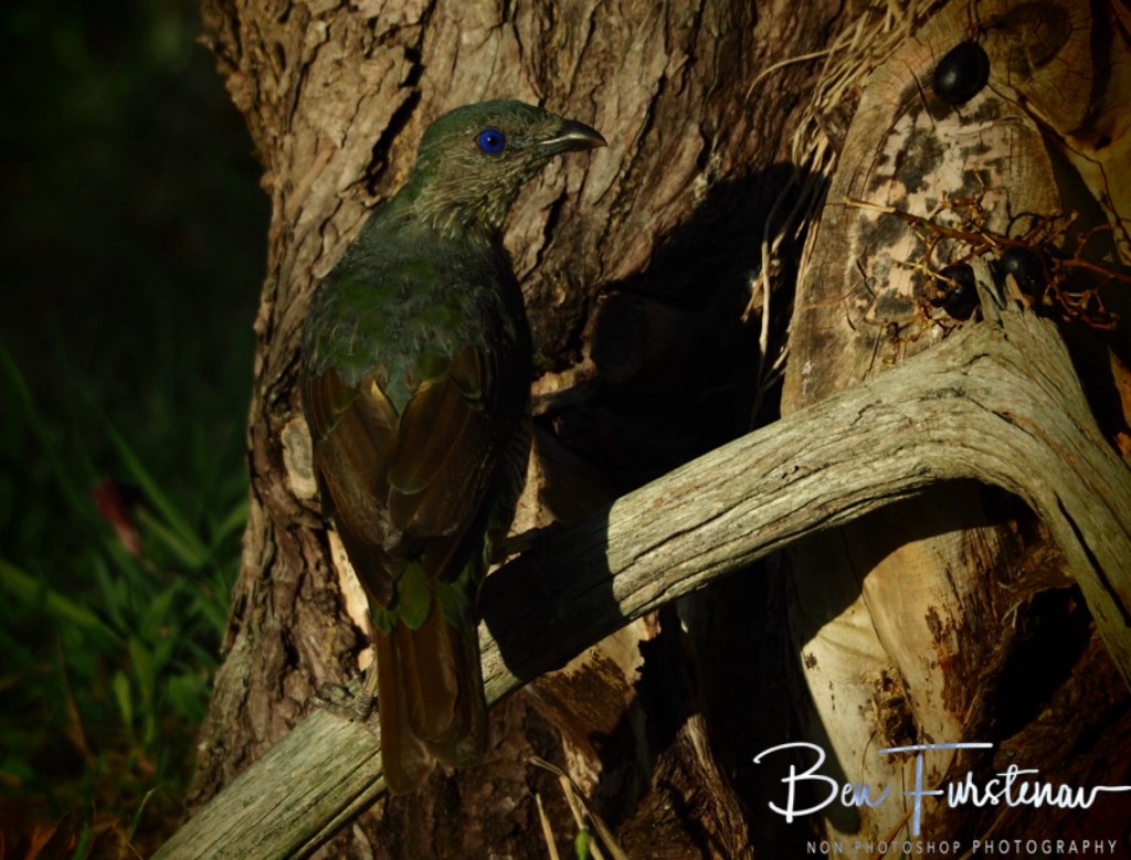 New England, New South Wales, Australia