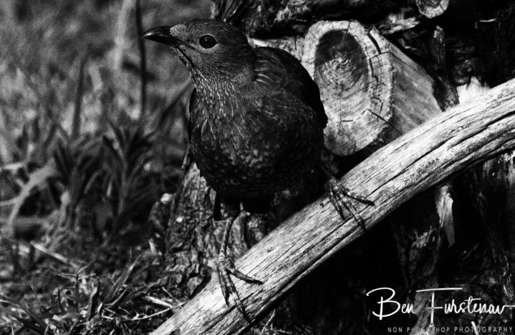 New England, New South Wales, Australia