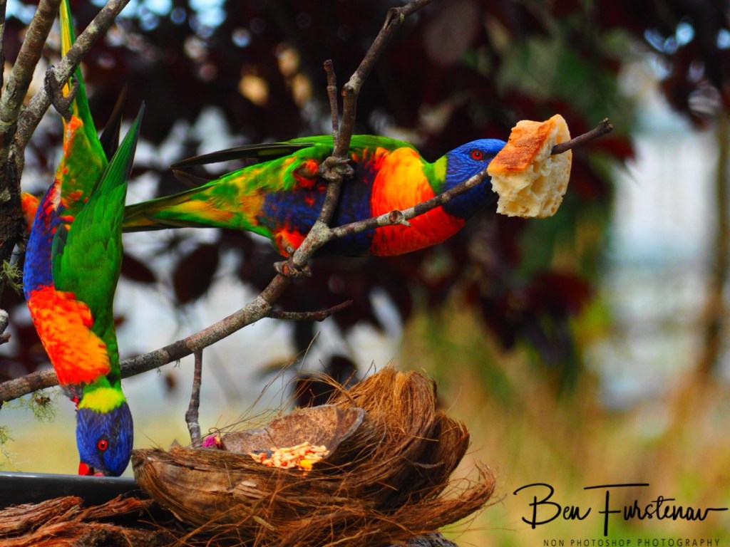 New England, New South Wales, Australia