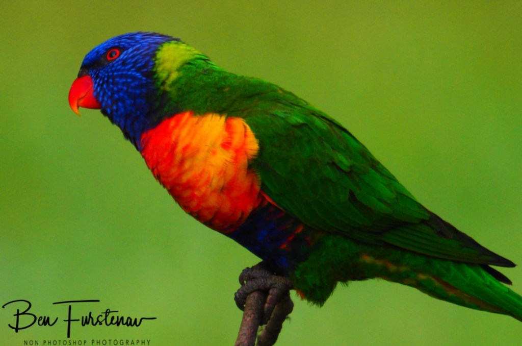 New England, New South Wales, Australia