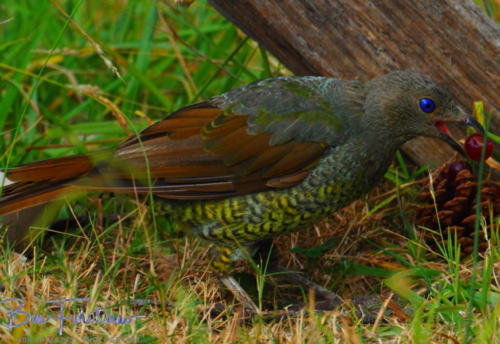 New England, New South Wales, Australia