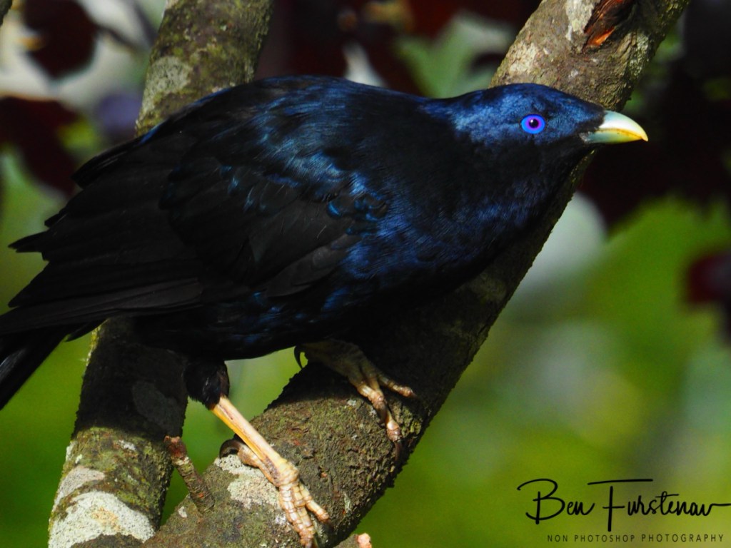 New England, New South Wales, Australia