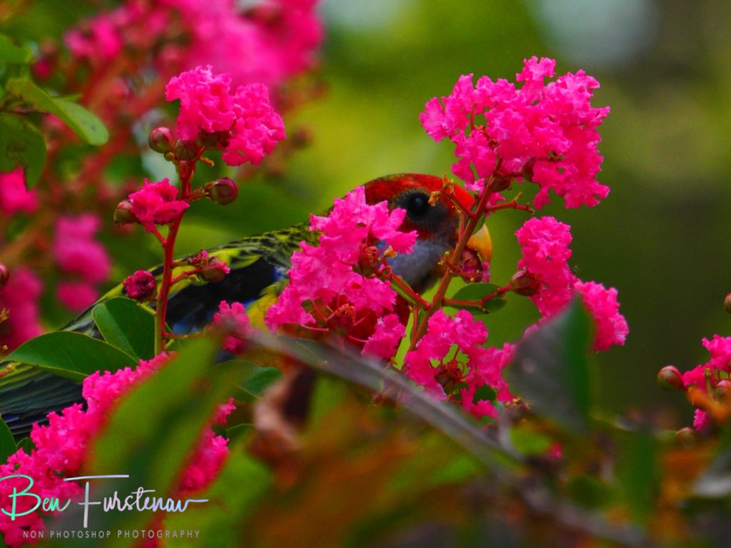 New England, New South Wales, Australia