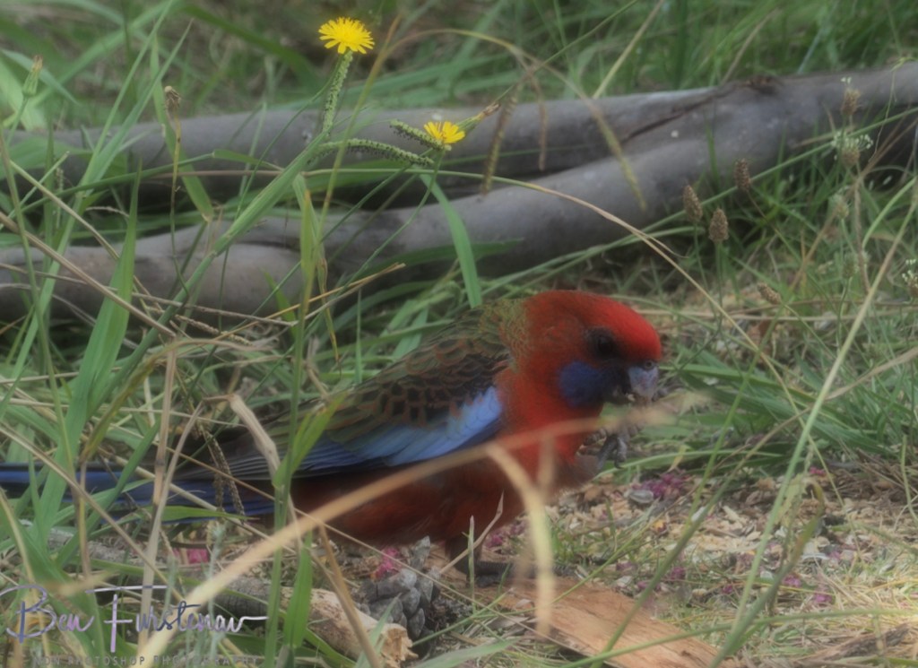 New England, New South Wales, Australia