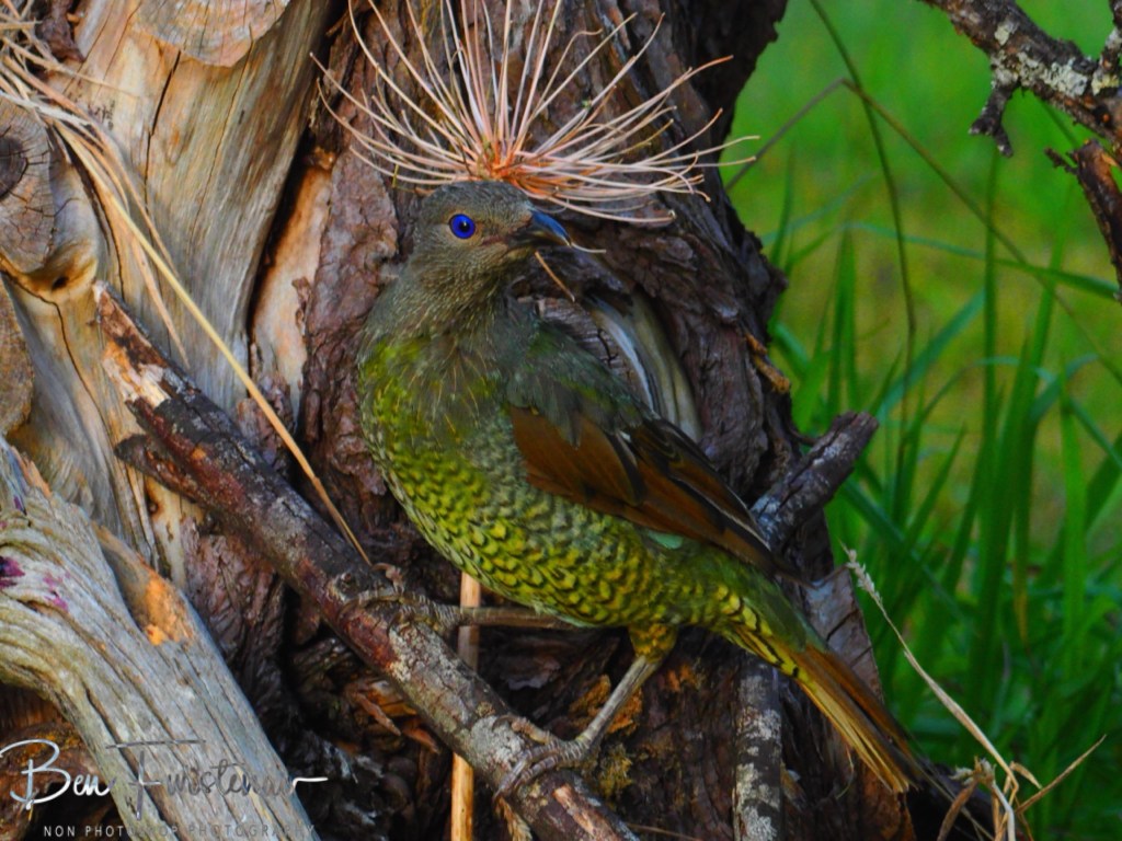 New England, New South Wales, Australia