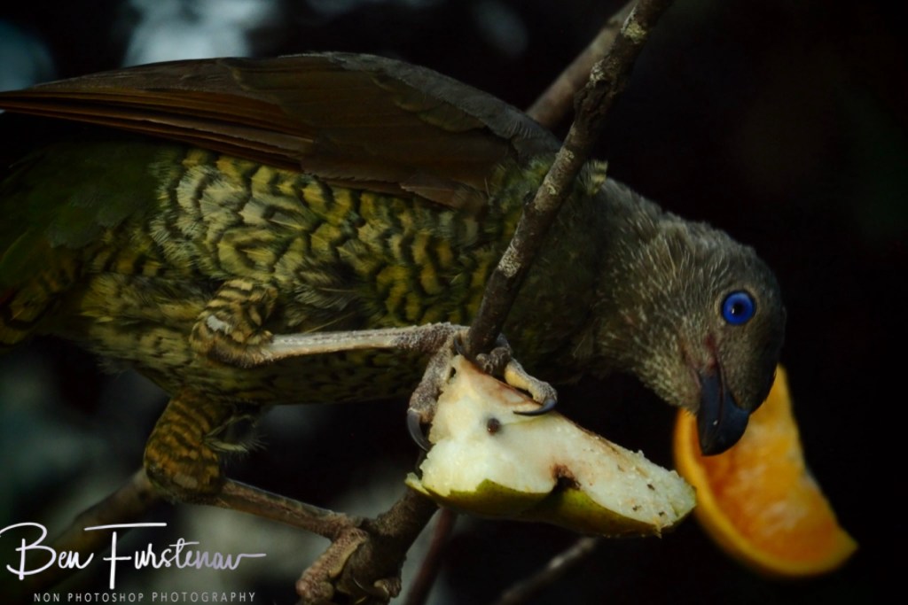 New England, New South Wales, Australia