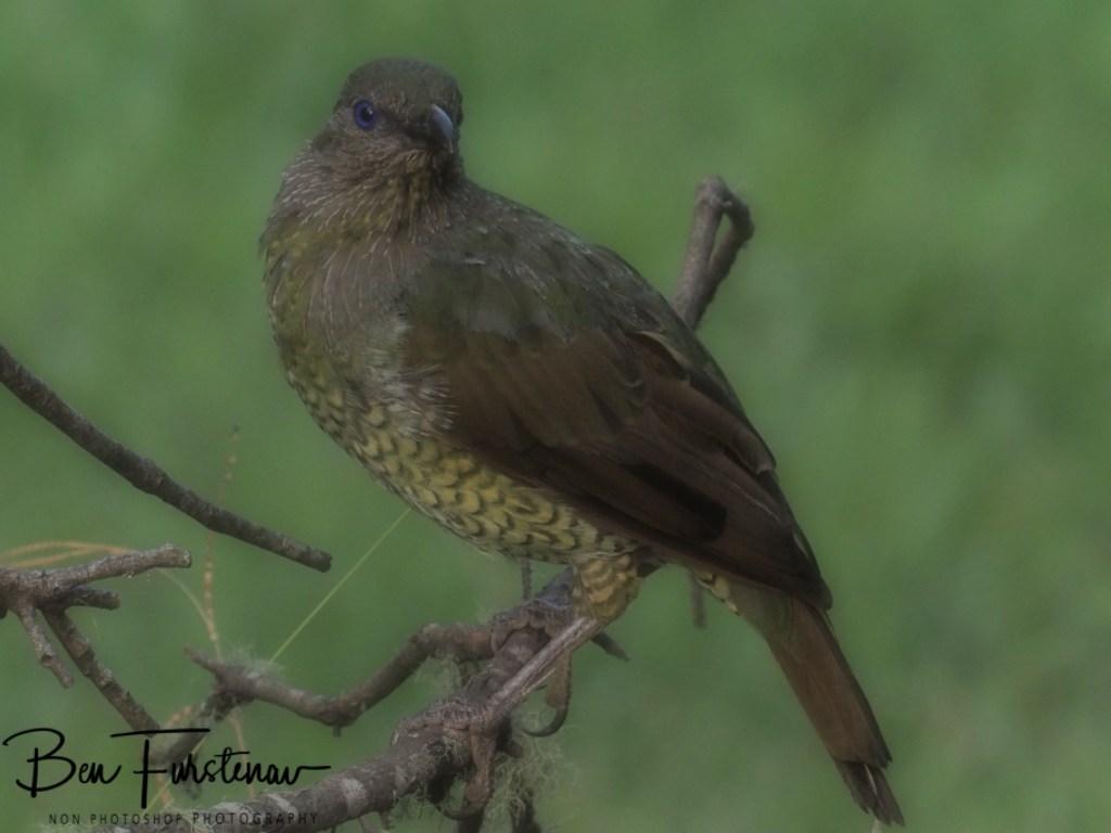 New England, New South Wales, Australia