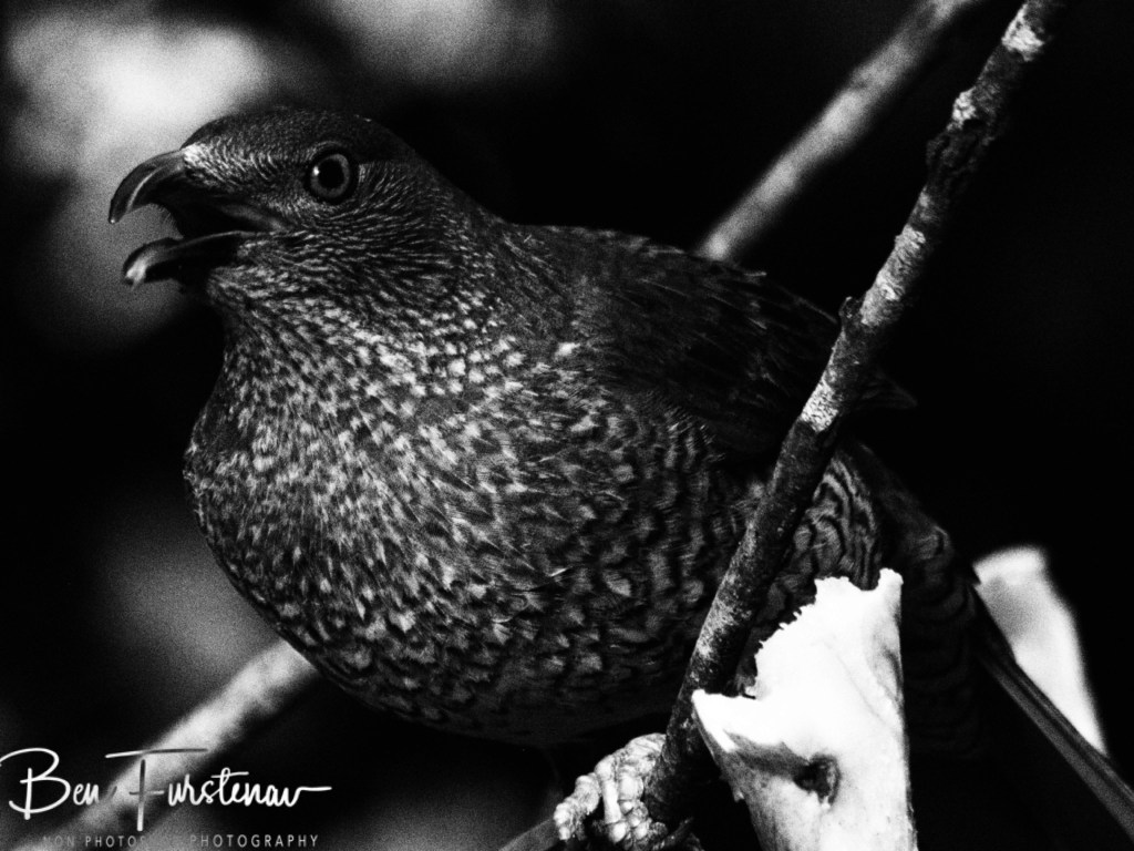 New England, New South Wales, Australia