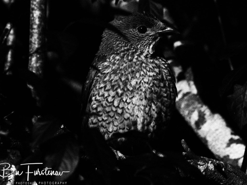 New England, New South Wales, Australia