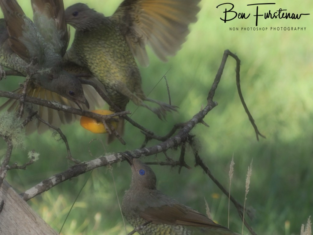 New England, New South Wales, Australia