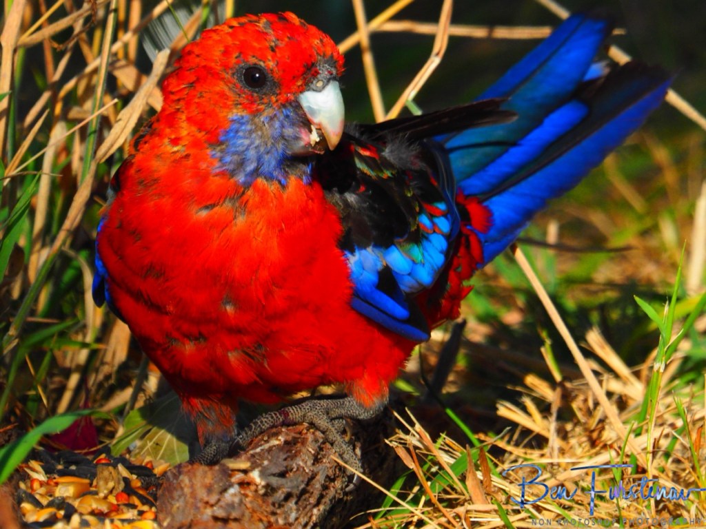 New England, New South Wales, Australia