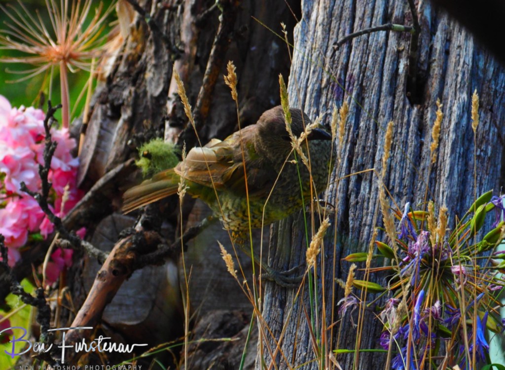 New England, New South Wales, Australia