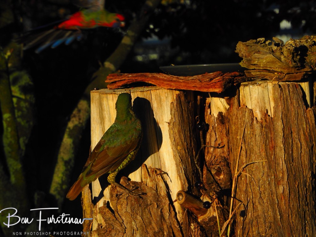 New England, New South Wales, Australia