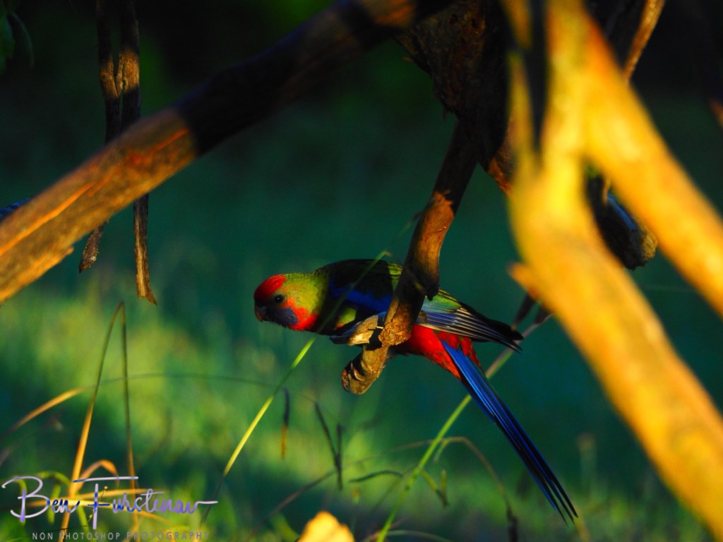 New England, New South Wales, Australia