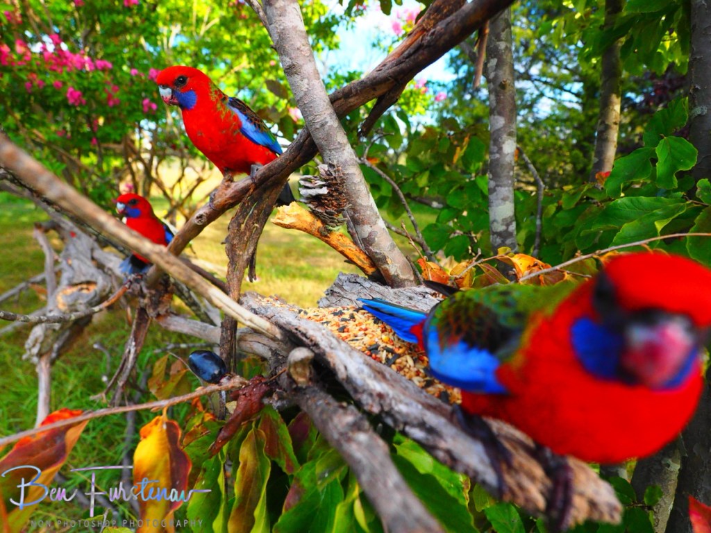 New England, New South Wales, Australia