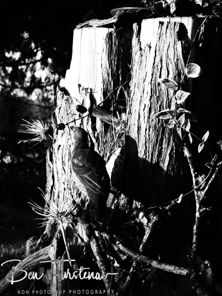 New England, New South Wales, Australia