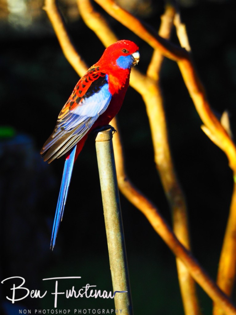 New England, New South Wales, Australia