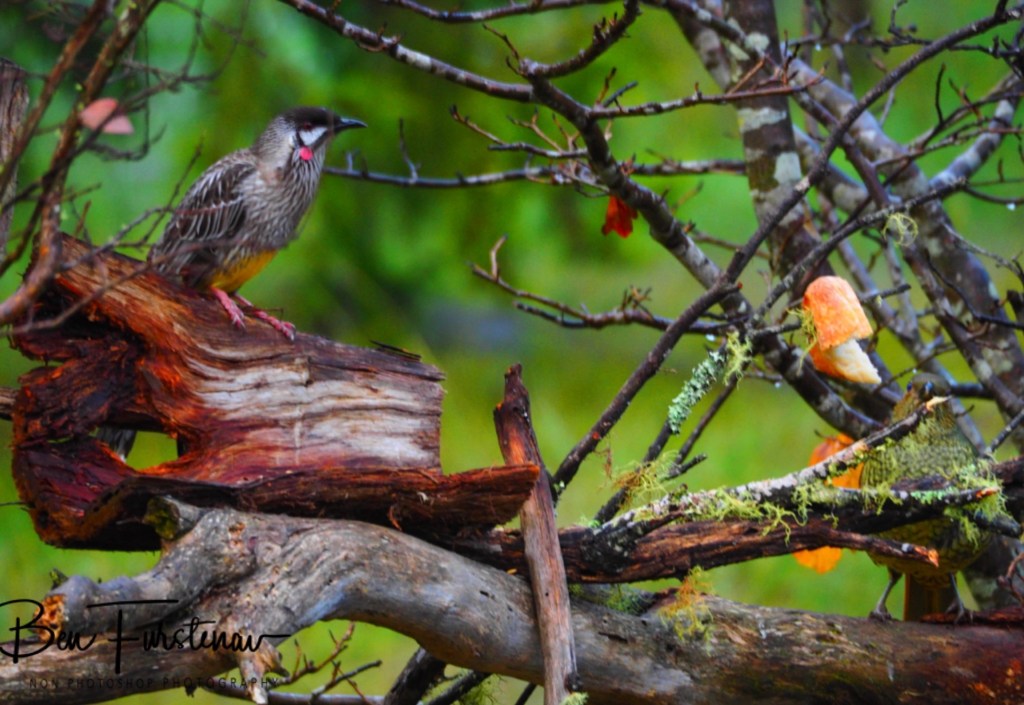 New England, New South Wales, Australia